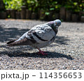鳩 114356653