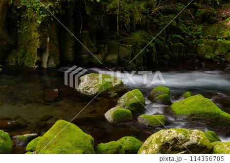 新緑の菊池渓谷 114356705