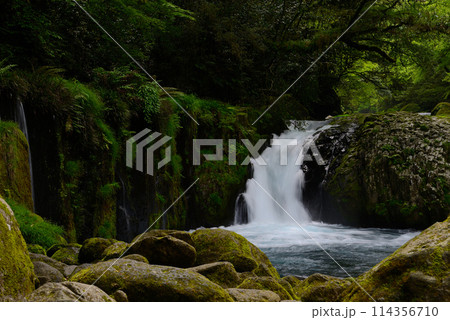 新緑の菊池渓谷 114356710