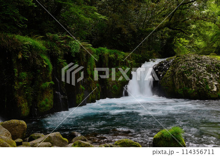 新緑の菊池渓谷 114356711
