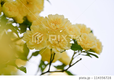 黄色いモッコウバラの花 114356728