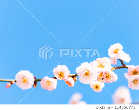 新春を告げる満開の清楚でかわいい淡いピンクの紅梅 114356773