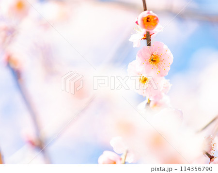 新春を告げる満開の清楚でかわいい淡いピンクの紅梅 新春を告げる満開の清楚でかわいい淡いピンクの紅梅 114356790