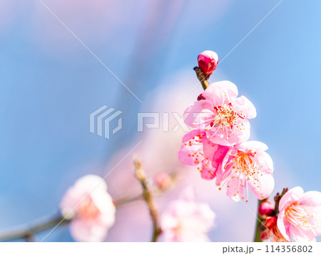 新春を告げる満開の清楚でかわいい淡いピンクの紅梅 114356802