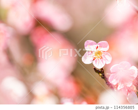 新春を告げる満開の清楚でかわいい淡いピンクの紅梅 114356805