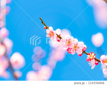 新春を告げる満開の清楚でかわいい淡いピンクの紅梅 114356808