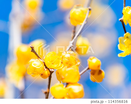 新春に咲く満開のロウバイ 114356816