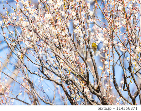 梅に鶯 満開の梅に訪れたかわいいメジロ 梅に鶯 満開の梅に訪れたかわいいメジロ 114356871