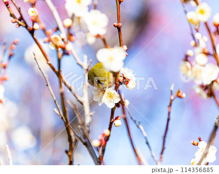 梅に鶯 満開の梅に訪れたかわいいメジロ 梅に鶯 満開の梅に訪れたかわいいメジロ 114356885