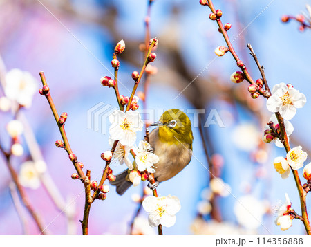 梅に鶯　満開の梅に訪れたかわいいメジロ 114356888