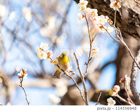 梅に鶯　満開の梅に訪れたかわいいメジロ 114356948