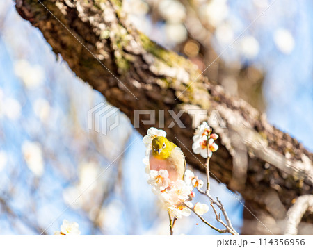 梅に鶯　満開の梅に訪れたかわいいメジロ 114356956