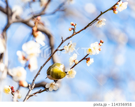梅に鶯 満開の梅に訪れたかわいいメジロ 梅に鶯 満開の梅に訪れたかわいいメジロ 114356958