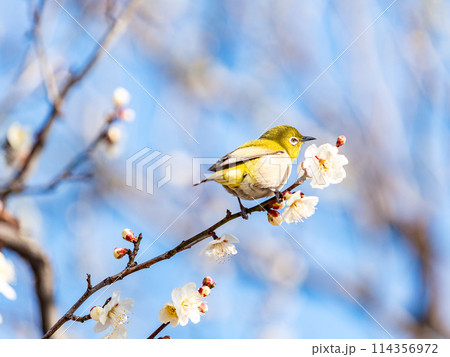 梅に鶯 満開の梅に訪れたかわいいメジロ 梅に鶯 満開の梅に訪れたかわいいメジロ 114356972