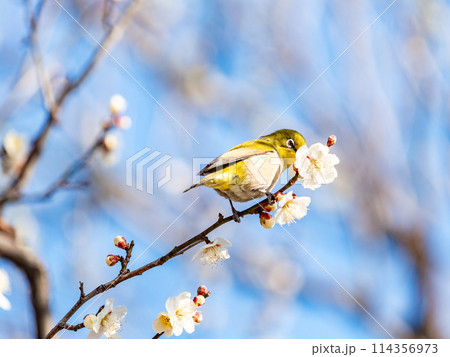 梅に鶯　満開の梅に訪れたかわいいメジロ 114356973