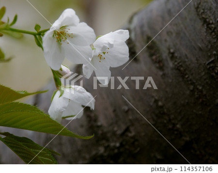 日本固有種サクラ基本野生種オオシマザクラ開花 日本固有種サクラ基本野生種オオシマザクラ開花 114357106
