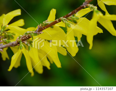 モクセイ科シナレンギョウの開花 モクセイ科シナレンギョウの開花 114357107