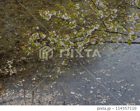 水連池に散るオオシマザクラの花 水連池に散るオオシマザクラの花 114357110