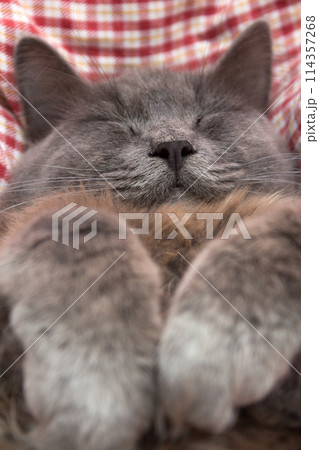 Gray kitten sleeping sweetly on back, paws folded on chest Gray kitten sleeping sweetly on back, paws folded on chest 114357268