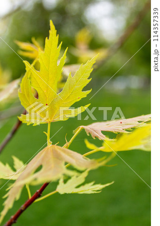 The beauty of nature is in its small details 114357339