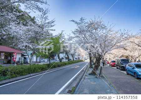 島田市の家山の桜トンネルの桜のある道路の風景(静岡県) 114357358