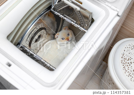 Funny Scottish Fold cat with striking blue eyes peeks out from a washing machine. National cat day. National pet day. Scottish Fold cat day. 114357381