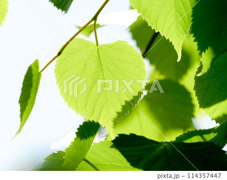 爽やかな新緑イメージ素材 爽やかな新緑イメージ素材 114357447