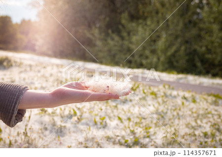 Woman's hand holds and shows bunch of Poplar fluff. Allergen, the concept of health hazard. Close up 114357671