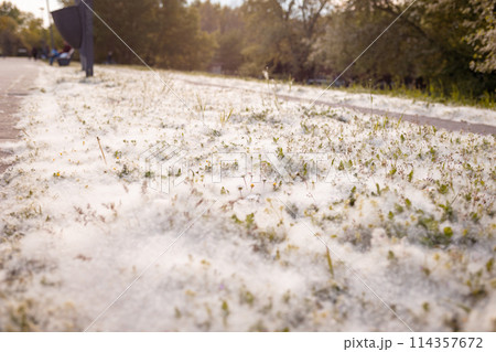 Poplar fluff lies along sidewalk on road and flies through air. Allergen, the concept of health hazard. Close up 114357672