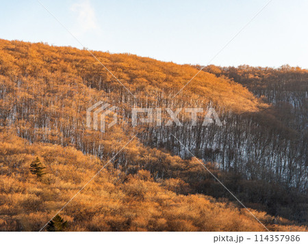 早春の富士山周辺の景色　青空と雪の残る樹林 114357986