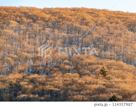 早春の富士山周辺の景色　青空と雪の残る樹林 114357987