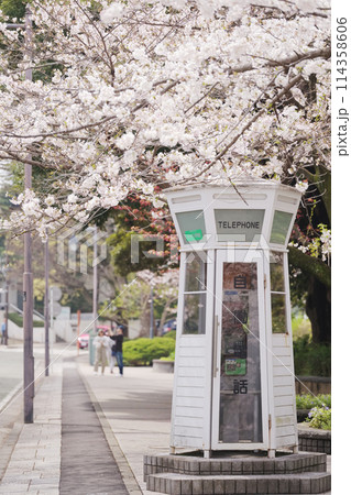 横浜・山手　元町公園の桜 114358606