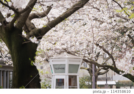 横浜・山手 元町公園の桜 横浜・山手 元町公園の桜 114358610