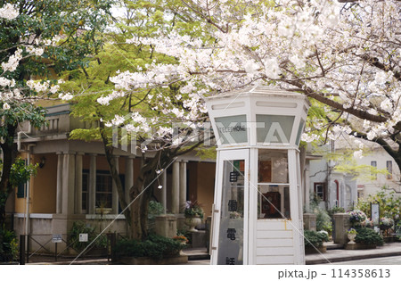 横浜・山手 元町公園の桜 横浜・山手 元町公園の桜 114358613