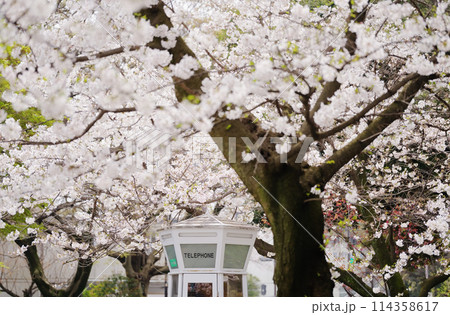 横浜・山手 元町公園の桜 横浜・山手 元町公園の桜 114358617