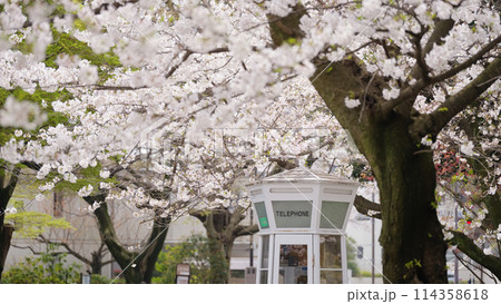 横浜・山手　元町公園の桜 114358618