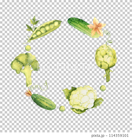 Green Vegetables Watercolor Wreath, circle round frame. Broccoli, cucumber and cauliflower. Artichoke and peas, parsley plant. Botanical vegetable hand drawn watercolor illustration isolated on white Green Vegetables Watercolor Wreath, circle round frame. Broccoli, cucumber and cauliflower. Artichoke and peas, parsley plant. Botanical vegetable hand drawn watercolor illustration isolated on white 114359101