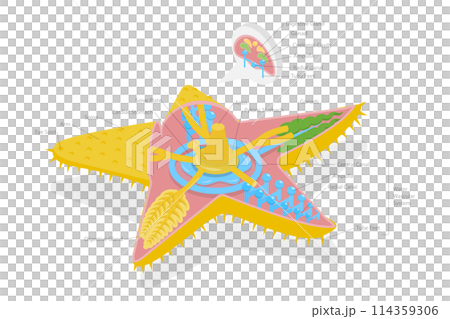 3D Isometric Flat Conceptual Illustration of Phylum Echinodermata, Starfish Anatomy, Educational Scheme 3D Isometric Flat Conceptual Illustration of Phylum Echinodermata, Starfish Anatomy, Educational Scheme 114359306