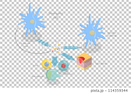 3D Isometric Flat Conceptual Illustration of Functions Of The SASP, Cellular Senescence 3D Isometric Flat Conceptual Illustration of Functions Of The SASP, Cellular Senescence 114359344