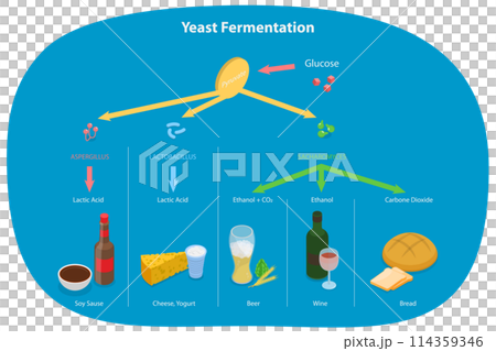 3D Isometric Flat Conceptual Illustration of Yeast Fermentation, Sugar plus Yeast Without Oxygen 3D Isometric Flat Conceptual Illustration of Yeast Fermentation, Sugar plus Yeast Without Oxygen 114359346