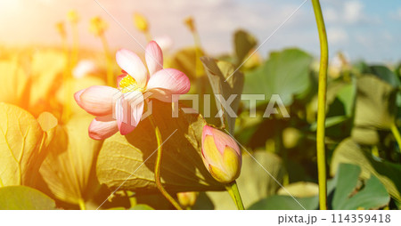 A pink lotus flower sways in the wind. Against the background of their green leaves. Lotus field on the lake in natural environment. A pink lotus flower sways in the wind. Against the background of their green leaves. Lotus field on the lake in natural environment. 114359418