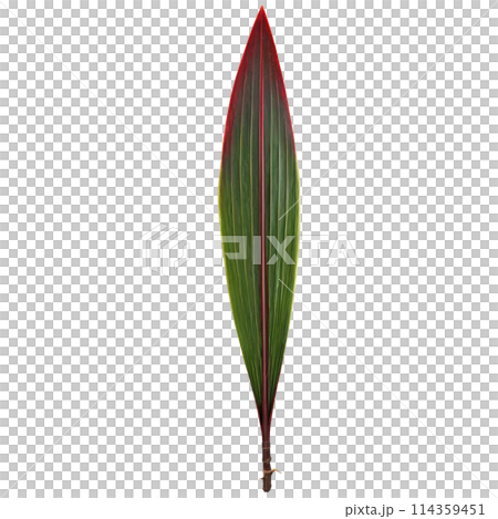 Cordyline leaf long sword shaped leaf with burgundy and green coloration Cordyline Red Star 114359451