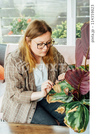 Young upset woman examining dried foliage of Calathea plant. Houseplants diseases. Disorders Identification and Treatment, Houseplants sunburn, overwatering. Damaged Leaves. Home Gardening troubles 114359823