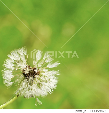 たんぽぽの綿毛にキラキラの水滴 たんぽぽの綿毛にキラキラの水滴 114359876