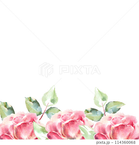 Pink roses watercolor hand painting arrangement, floral illustration in collection garden flowers. Isolated on white background. Wedding floral design for bouquets, wreaths, arrangements 114360068