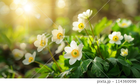 A patch of white flowers with yellow centers blooms in the grass A patch of white flowers with yellow centers blooms in the grass 114360096