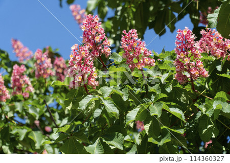 flowering red horse chestnut with inflorescences flowering red horse chestnut with inflorescences 114360327