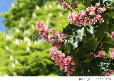 flowering red horse chestnut with inflorescences flowering red horse chestnut with inflorescences 114360329