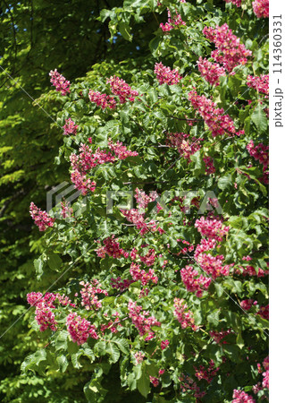 flowering red horse chestnut with inflorescences 114360331