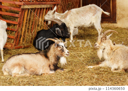 Goats on farm look peaceful and content in their enclosed environment. Selective focus 114360650